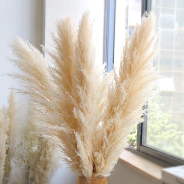 Big Fluffy Pampas Grass – Elegant Decorative Dried Flowers - Enkaji Households