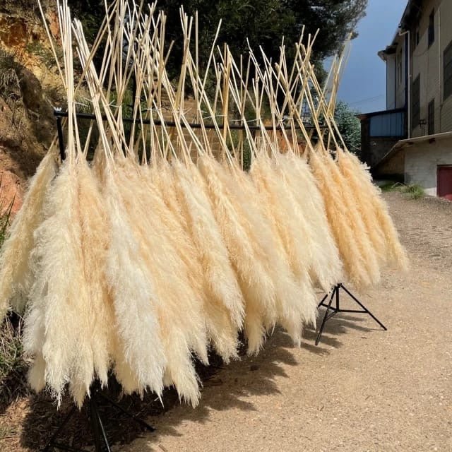 Big Fluffy Pampas Grass – Elegant Decorative Dried Flowers - Enkaji Households