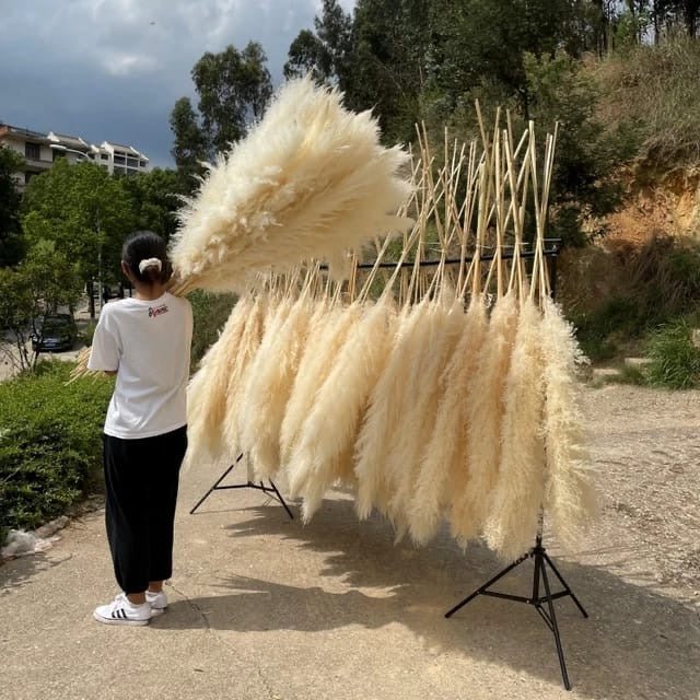 Big Fluffy Pampas Grass – Elegant Decorative Dried Flowers - Enkaji Households