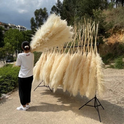 Big Fluffy Pampas Grass – Elegant Decorative Dried Flowers - Enkaji Households