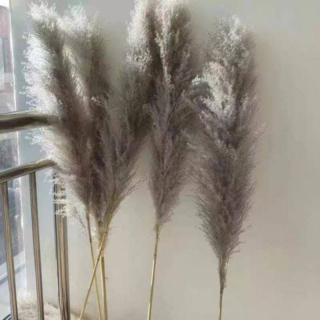 Big Fluffy Pampas Grass – Elegant Decorative Dried Flowers - Enkaji Households