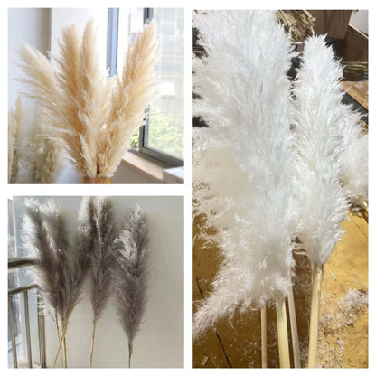 Big Fluffy Pampas Grass – Elegant Decorative Dried Flowers - Enkaji Households